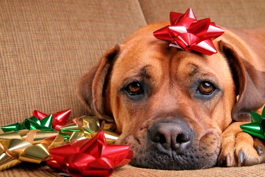 A Holiday Reminder - Sad dog with a red holiday bow on its head surrounded by Christmas ribbons, symbolizing reflection and compassion during the holiday season.