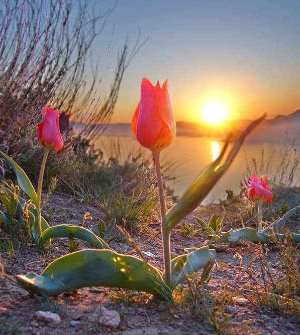 Wild tulip blooms reaching toward the sunrise by a calm lake, symbolizing freedom, soul, and untamed beauty.