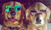 Pet Psychics