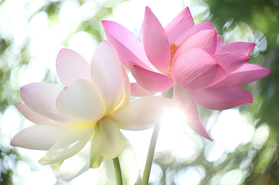 Light-filled lotus flowers symbolizing spiritual awakening and connection, representing Whispy’s spiritual resources and guidance.