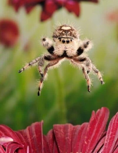 Regal jumping spider descending from his web by a single thread.